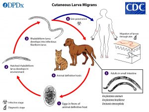 Veterinary hookworm life cycle