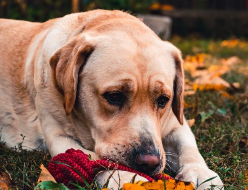 How Do I Know If My Pet Is In Pain?