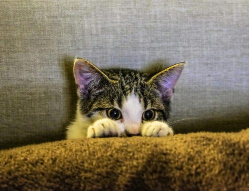 Is It Allergies or Something More? Common Dog & Cat Symptoms