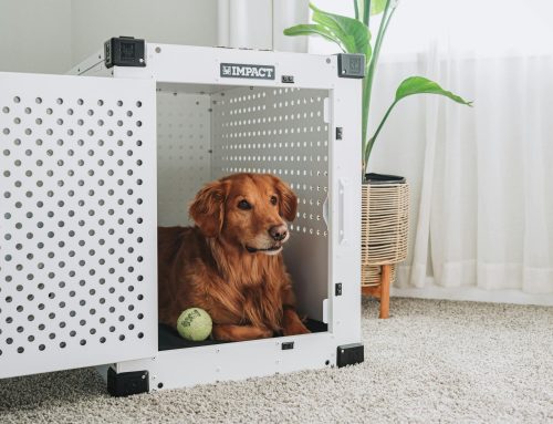Preparing Your Pet for Surgery: A Step-by-Step Guide