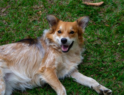 How to Choose the Right Flea & Tick Prevention for Florida Pets