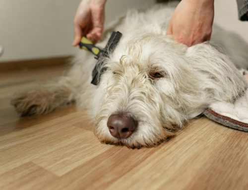Easing Vet Visit Anxiety: Tips for Cats & Small Dogs