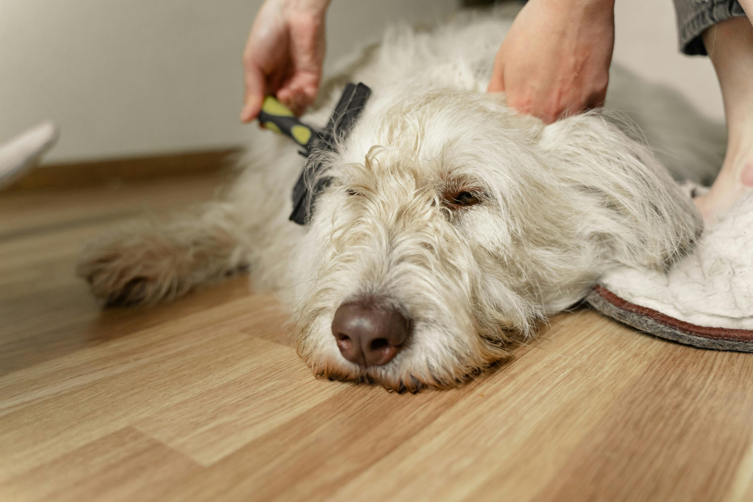 A person grooming a dog.