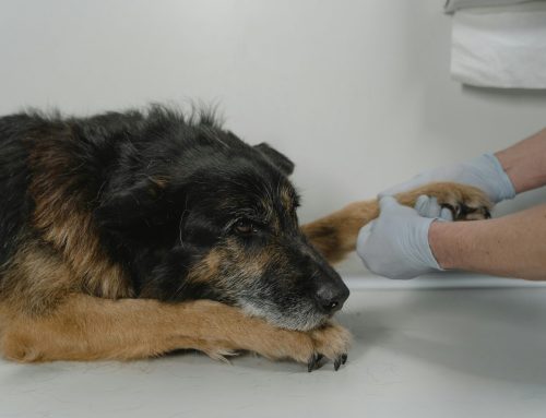 Senior Pet Care: What to Expect as Your Dog or Cat Ages