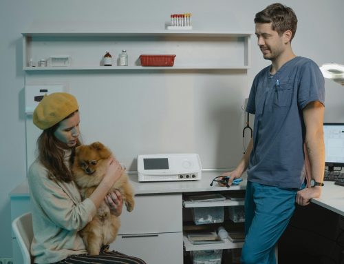 Why Annual Wellness Exams Matter for Pets: A Guide for Westchase Pet Parents