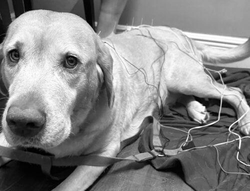 Arthritis, Joint Disease, and Hip Dysplasia in Pets: A Thoughtful, Whole-Body Approach