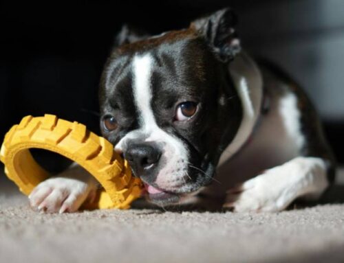 Separation Anxiety in Dogs: Understanding the Signs and Supporting Healing