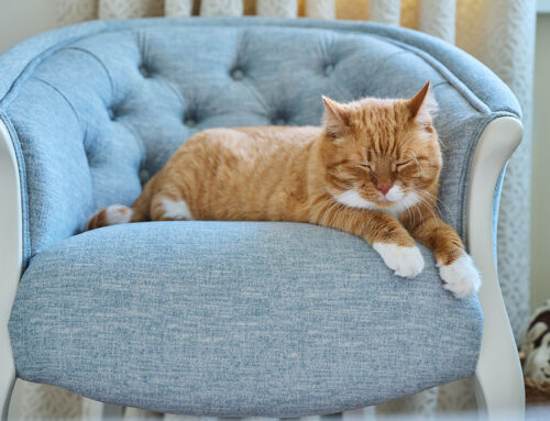 Heart Murmurs in Pets: What They Mean and What to Do Next