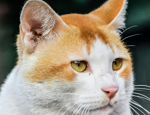 Diabetes in Cats: Understanding Treatment Options, Including New Oral Medications