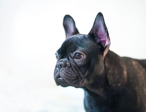 IVDD in Dogs: What Every Pet Owner Should Know