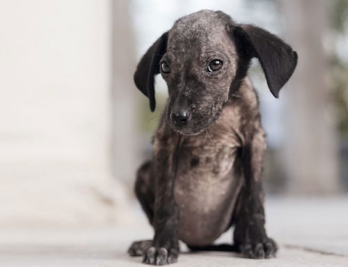 Why Is My Pet Losing Hair? Common Causes of Hair Loss in Dogs and Cats